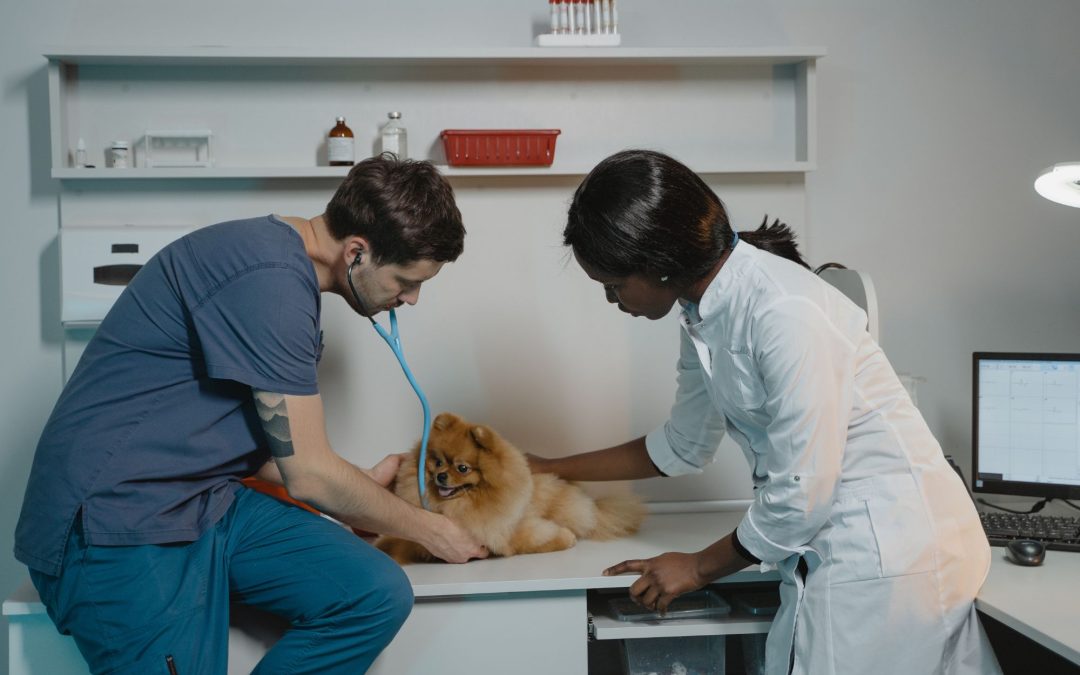 The Importance of Regular Vet Check-Ups for Your Pet’s Health